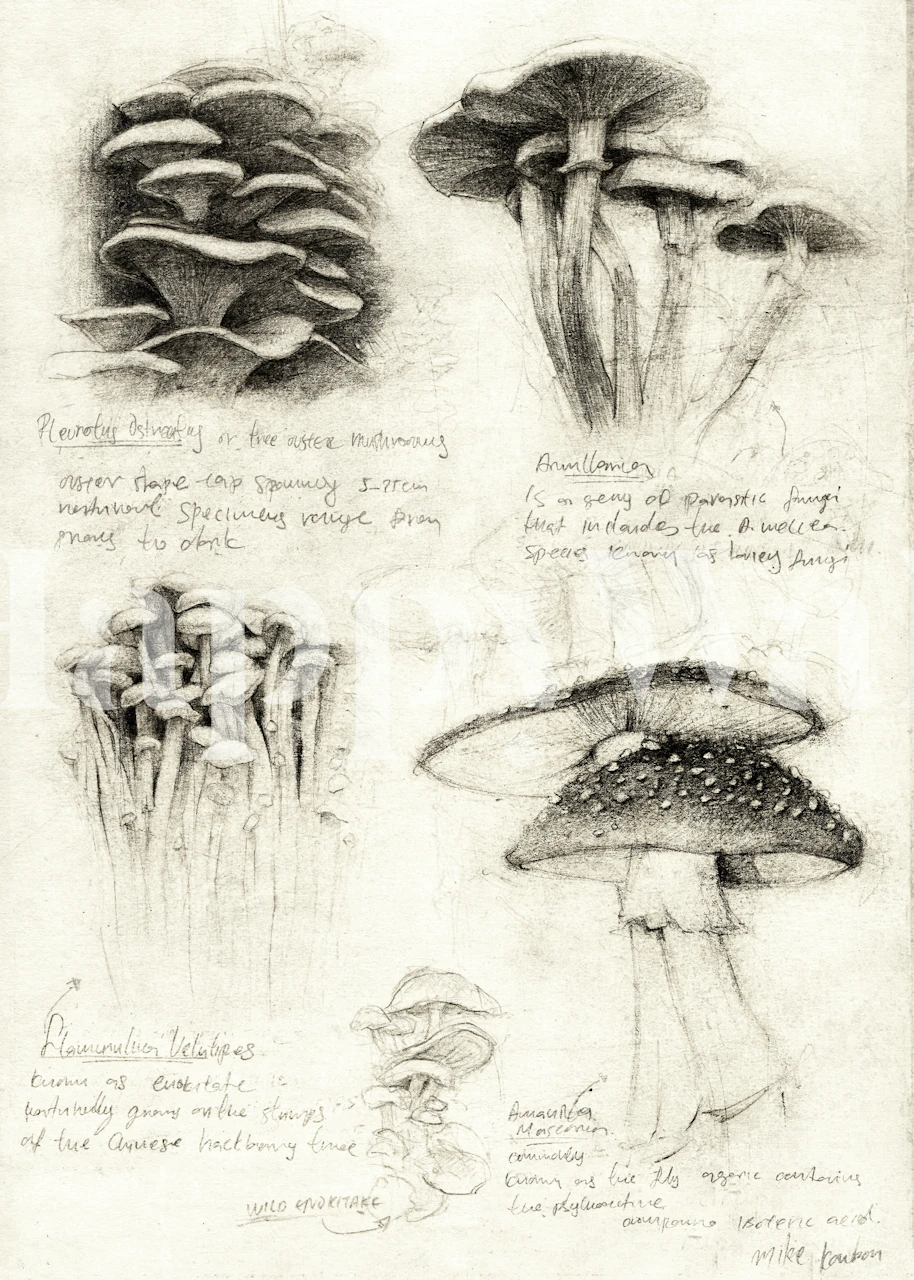 Vintage sketch of various mushroom illustrations for wall mural