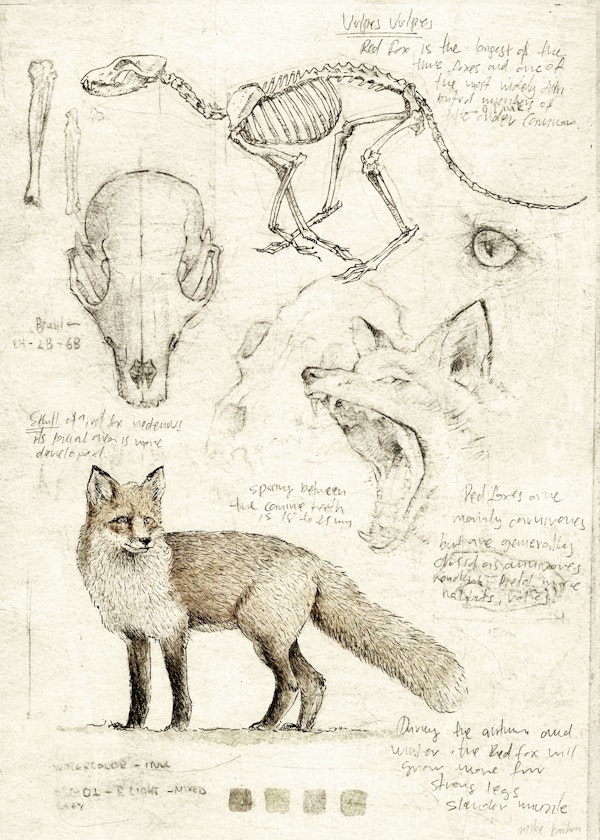 Fox sketches