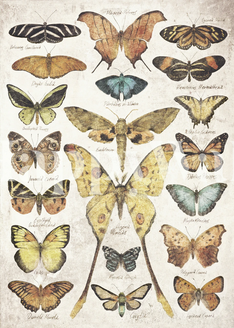 Butterflies I diseño de papel pintado en una habitación