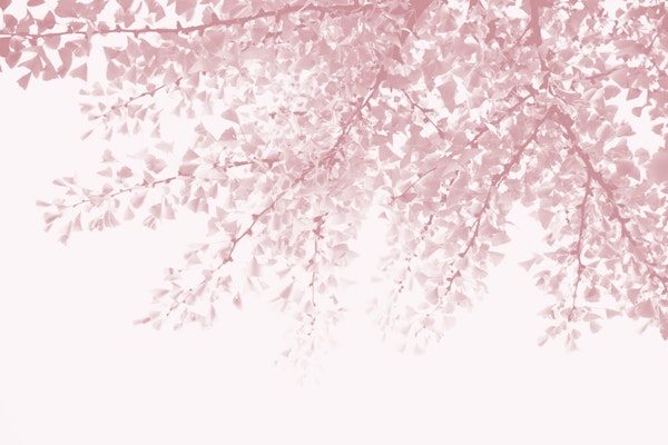 Ginkgo Leaves Dream 8