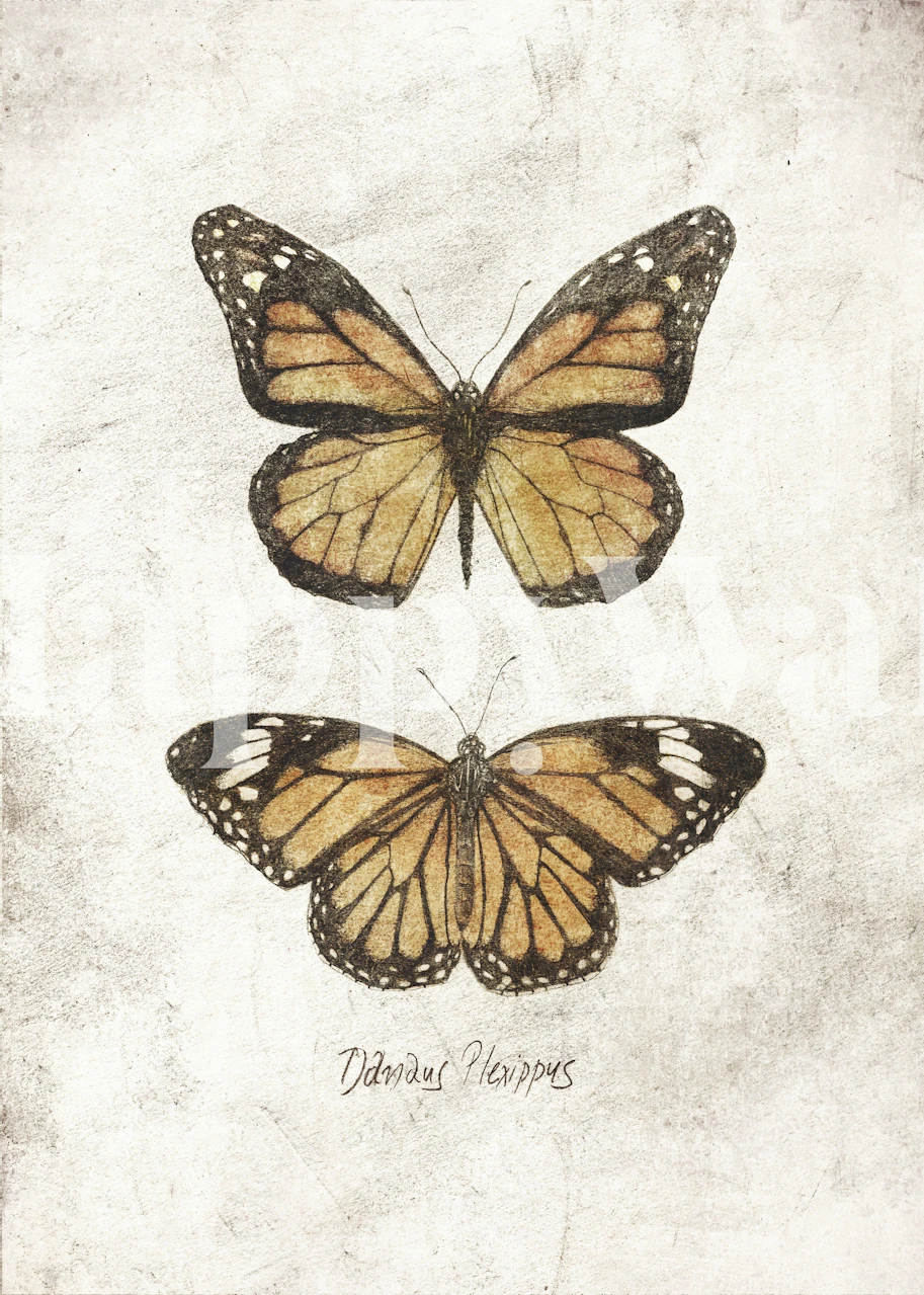 Two detailed vintage butterflies on a textured background wallpaper