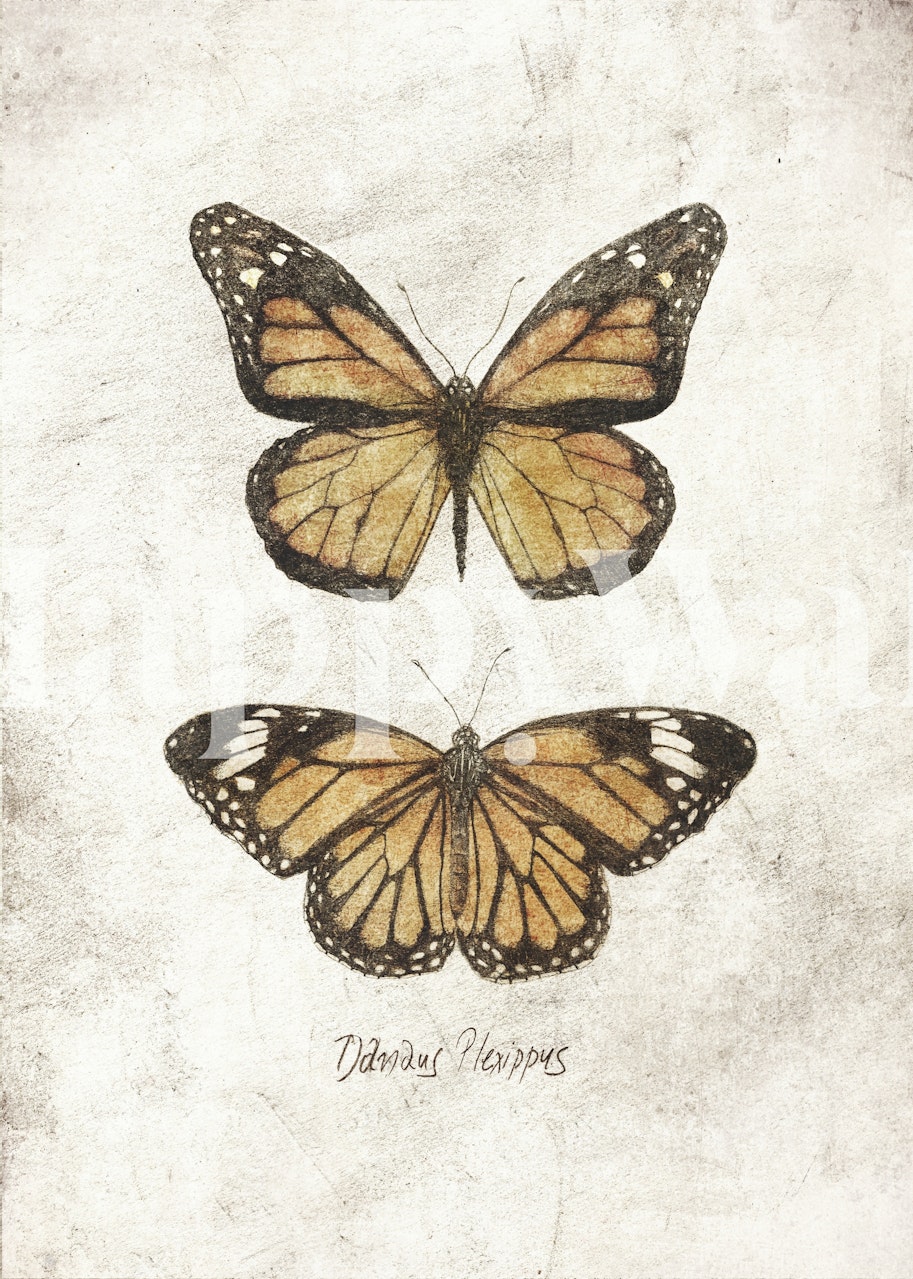 Two detailed vintage butterflies on a textured background wallpaper