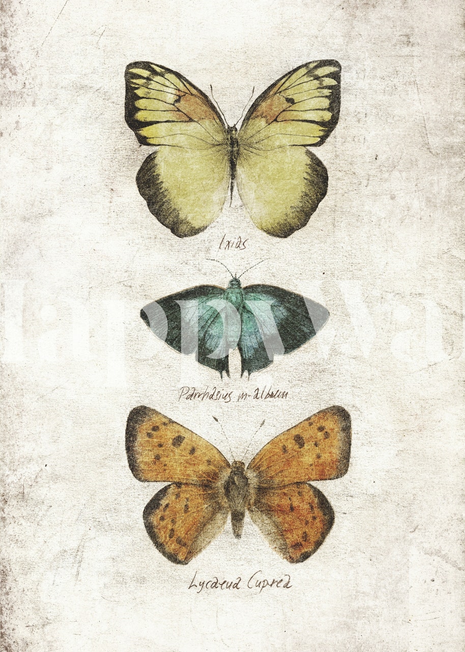 Mural de mariposas vintage con tres especies diferentes en disposición vertical sobre fondo texturizado