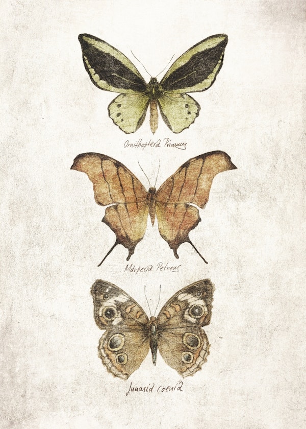 Butterflies VI