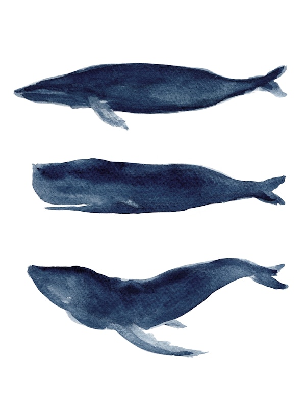 Blue Whales