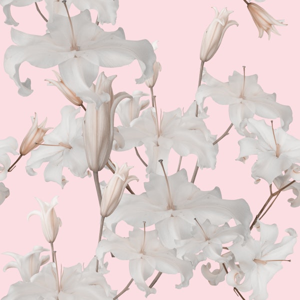 White Lily Blossom Glam 2