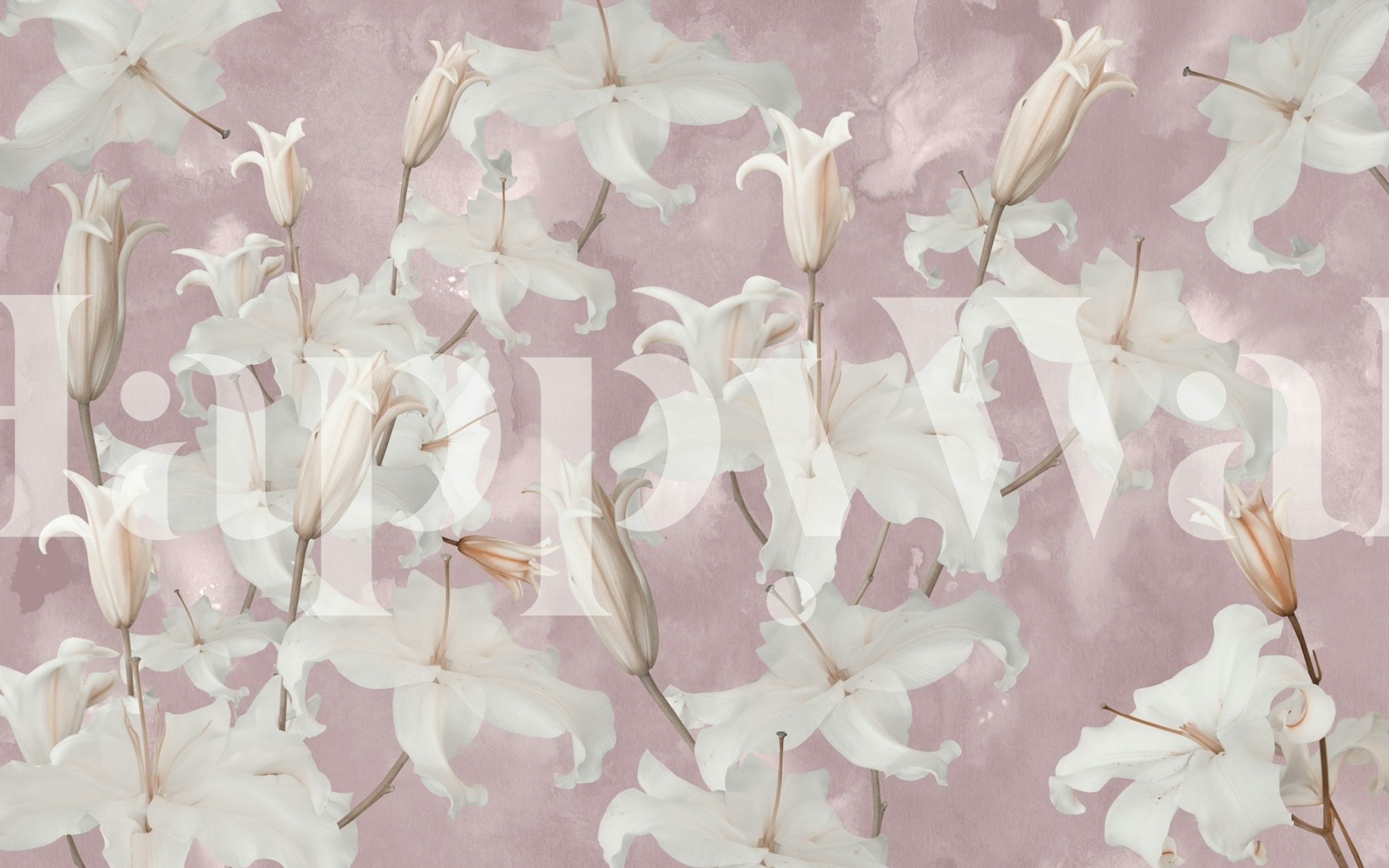 Delicate white lily flowers on a pink background wallpaper