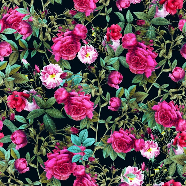 Roses in the Dark III