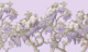 Wisteria Elegant Story Lavander
