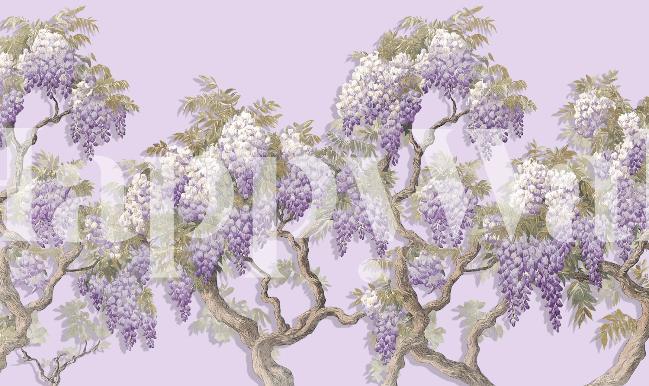 Delicate wisteria blooms on soft lavender background wallpaper
