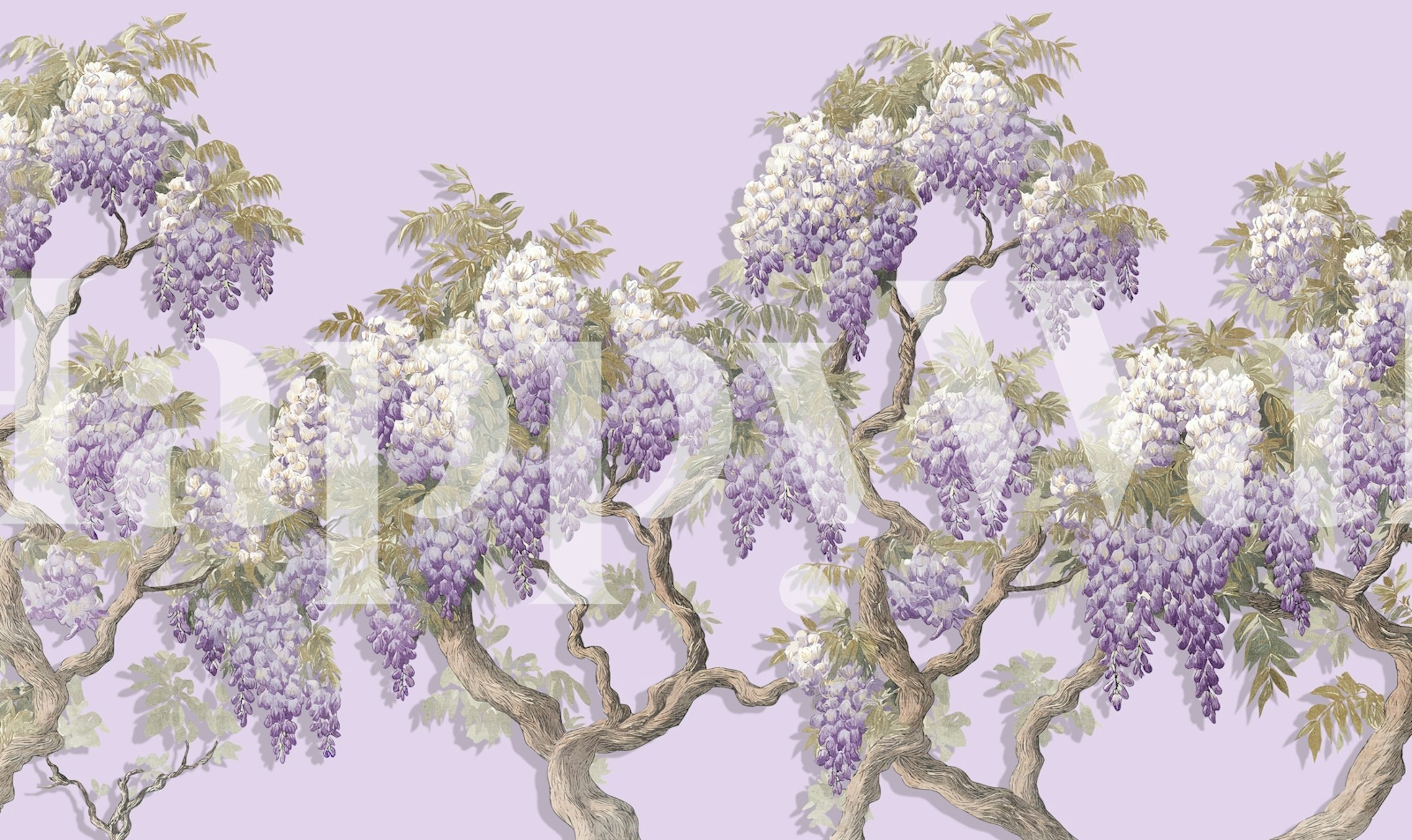 Delicate wisteria blooms on soft lavender background wallpaper