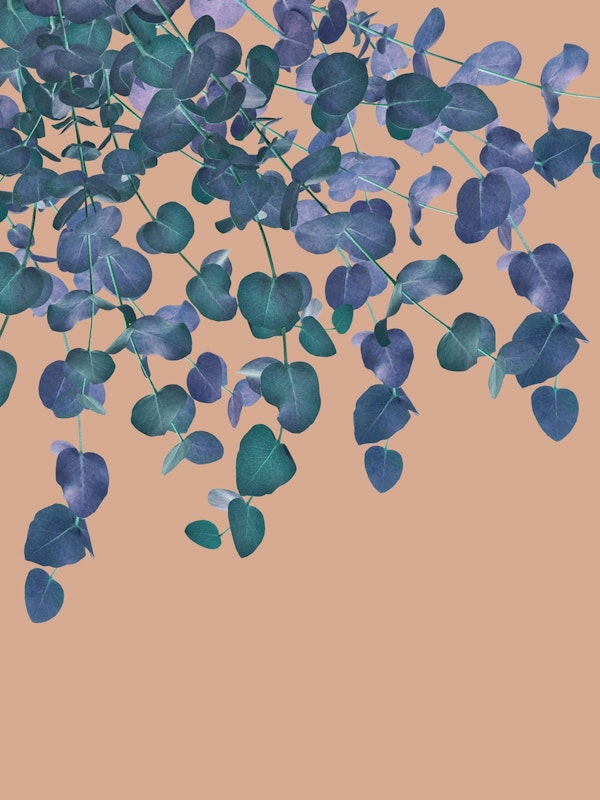 Eucalyptus Delight 4