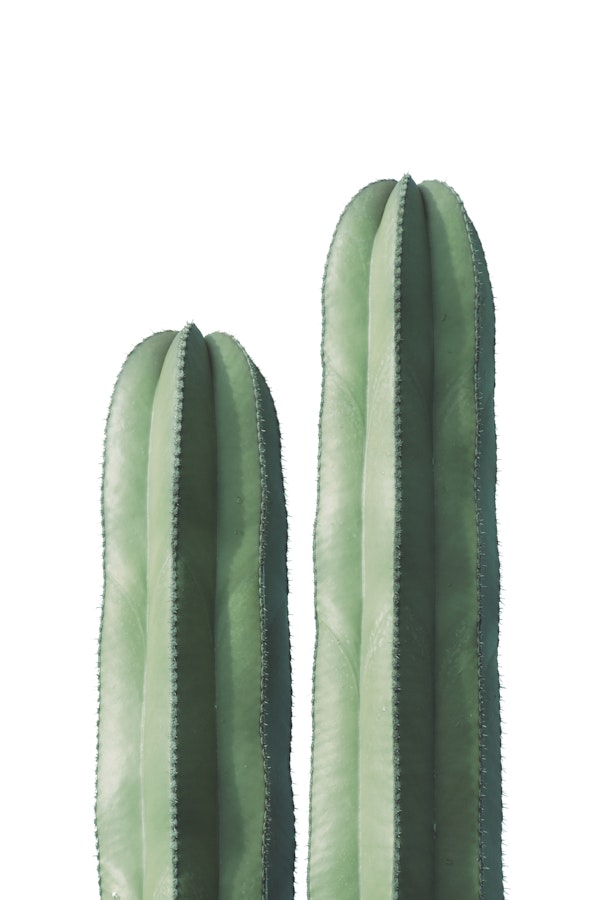 Cacti