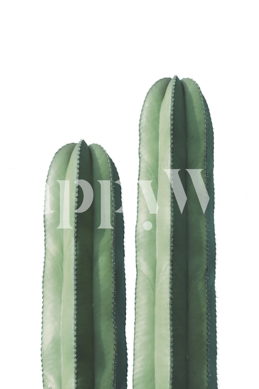 Two tall green cacti wallpapers showcasing a minimalist design.
