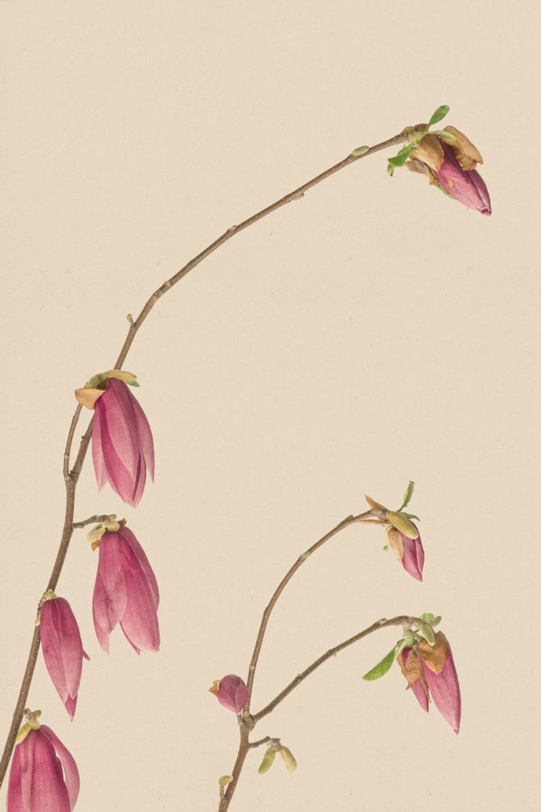 Pink flowers on aged paper