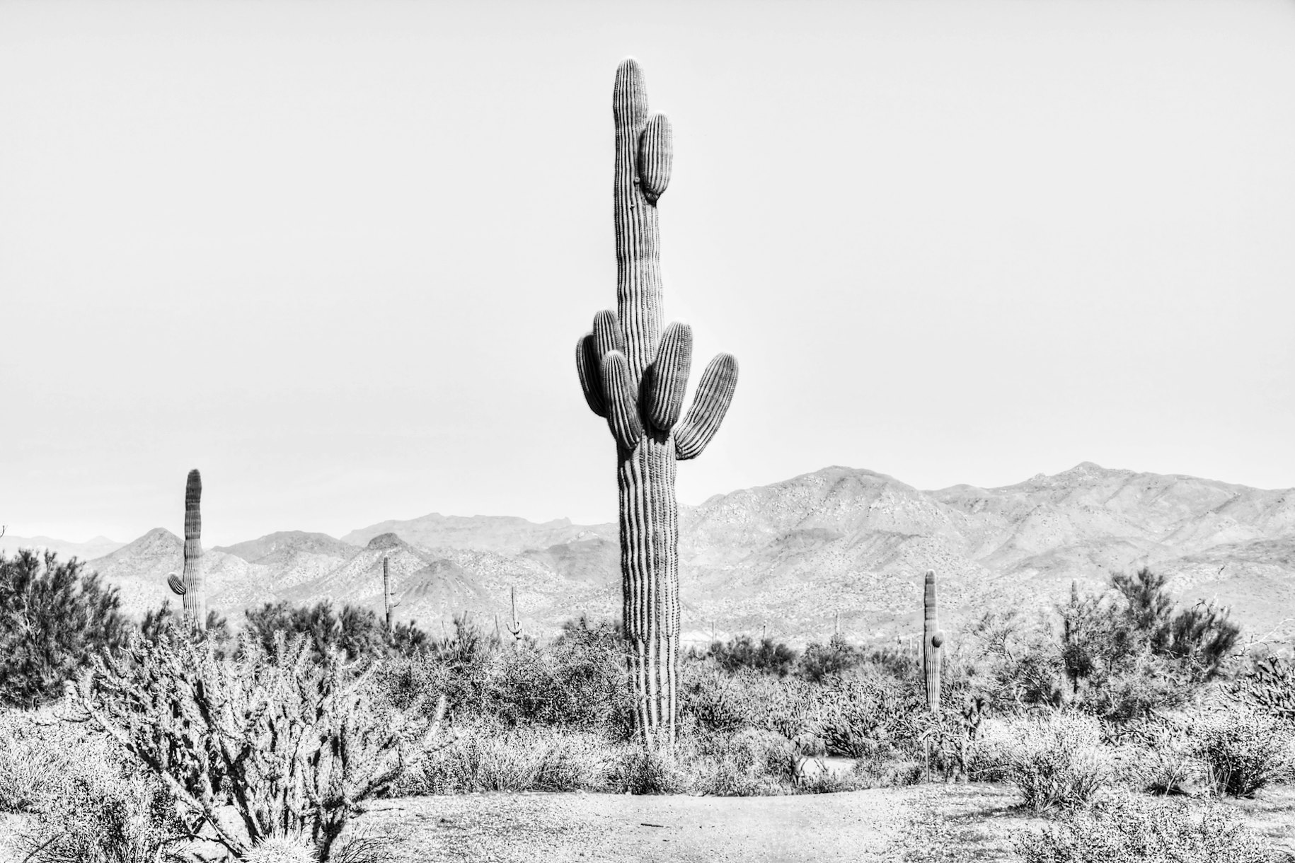 Vintage Cactus Wallpaper Happywall