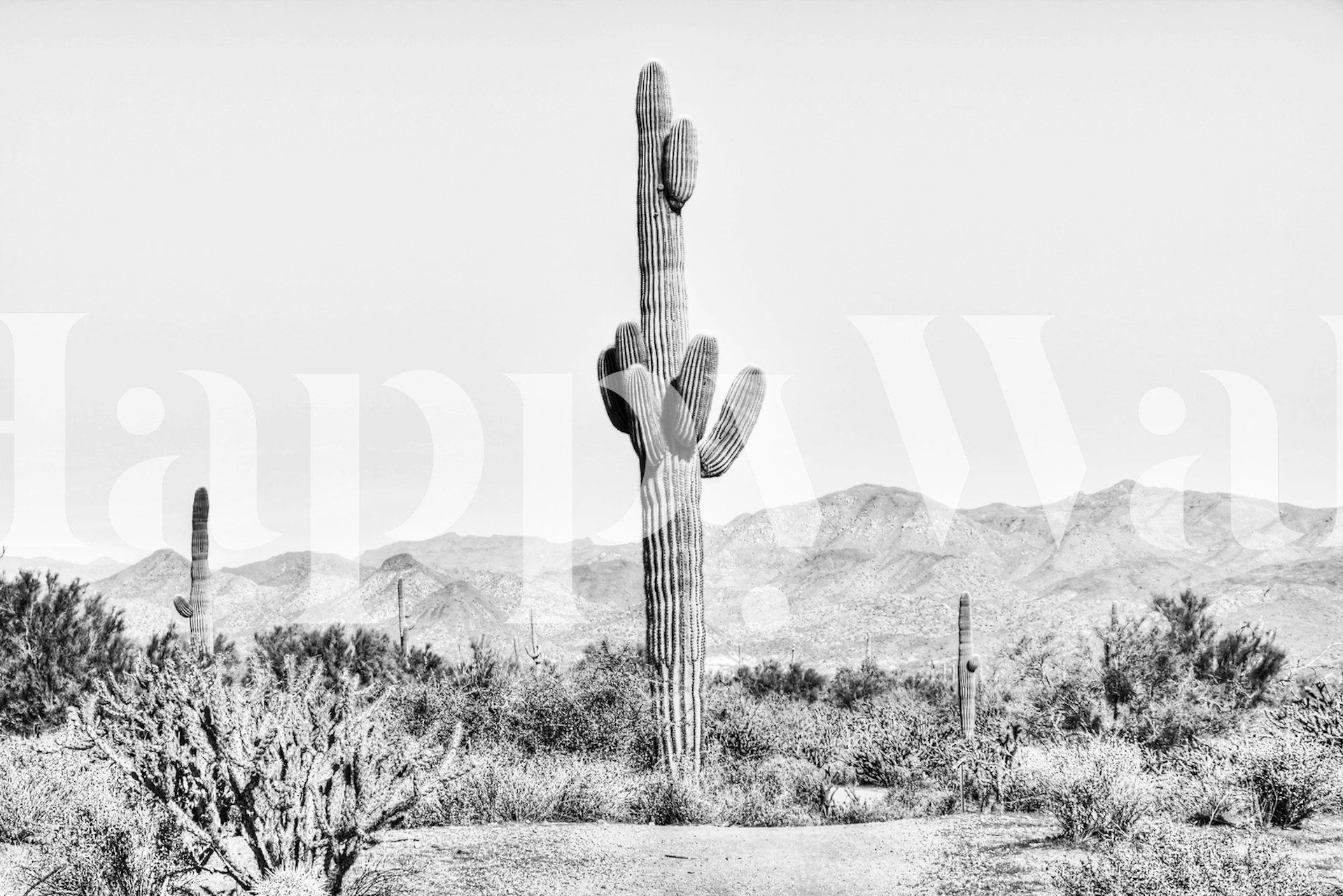 Vintage Cactus wallpaper displayed in a room