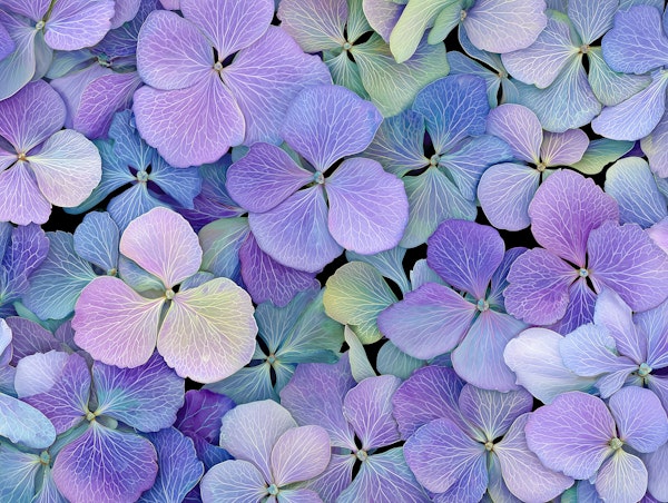 Pastel Hydrangea Blossoms