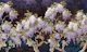 Wisteria Elegant Story Dark Night