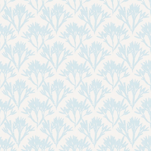 seaweed scallop - light blue