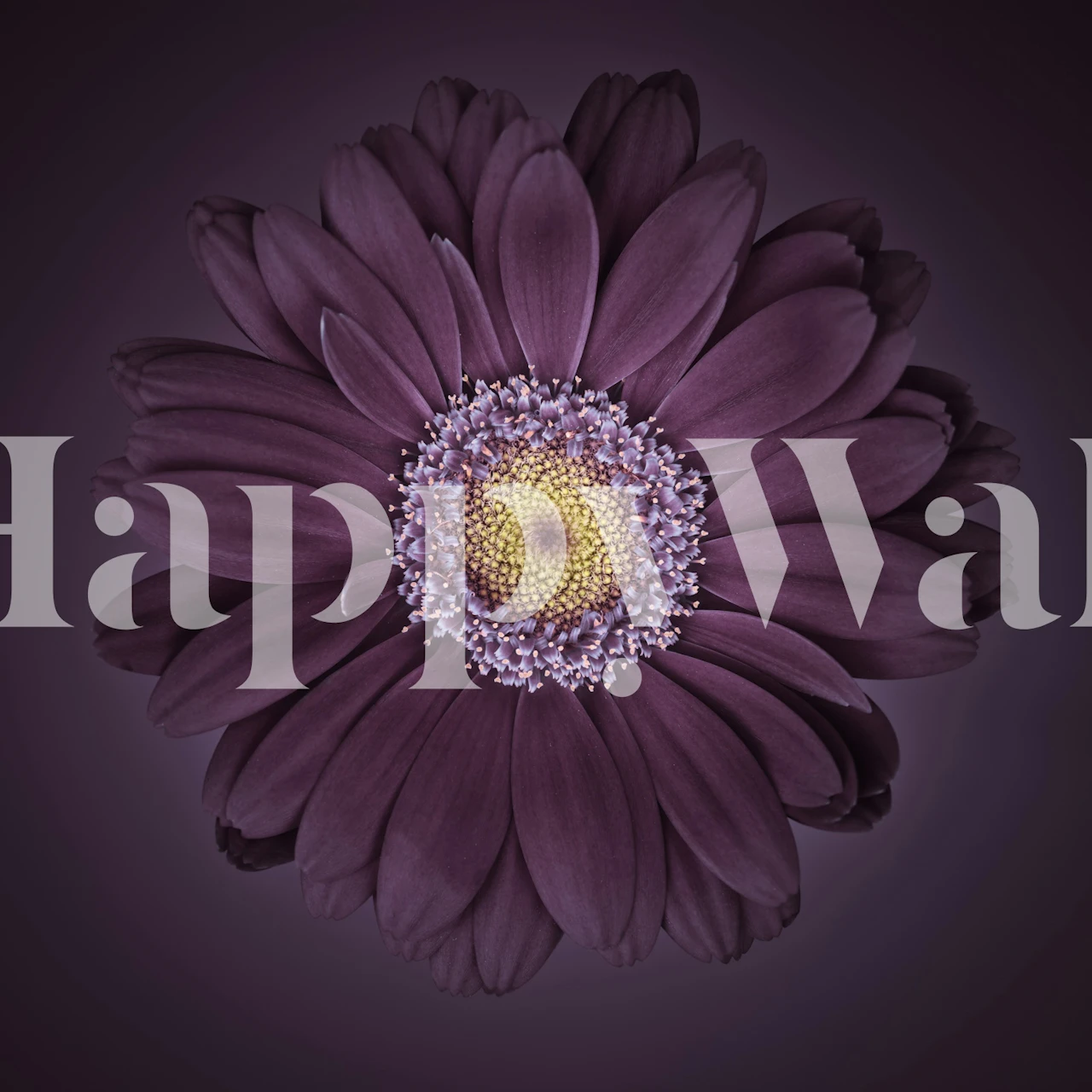 Purple flower with yellow center on dark backdrop wallpaper