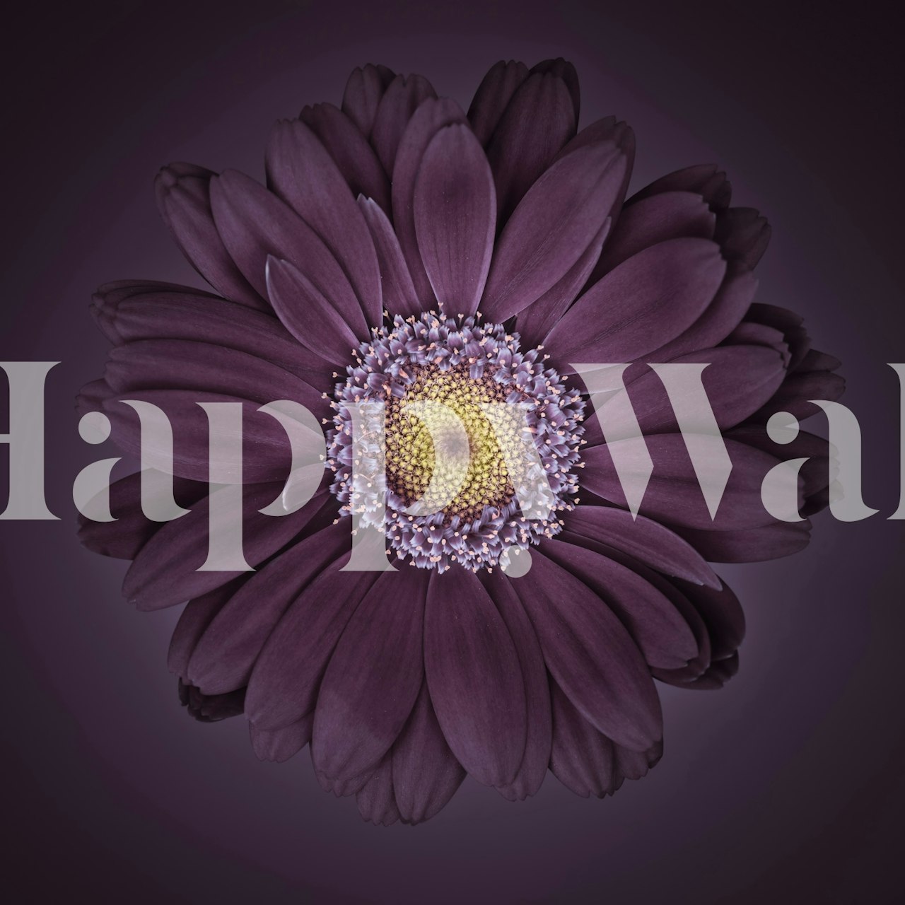 Purple flower with yellow center on dark backdrop wallpaper