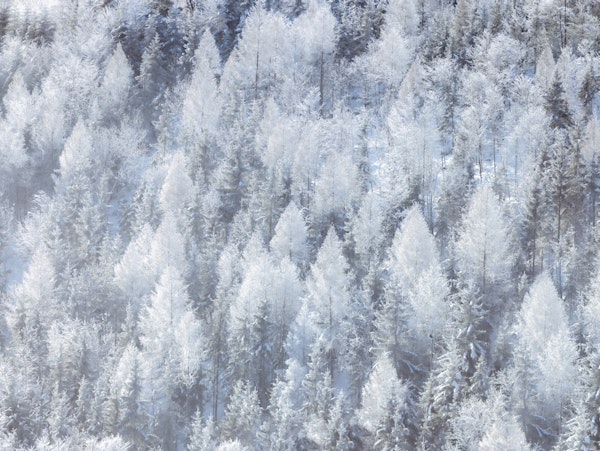 Frosted Woodland Dream