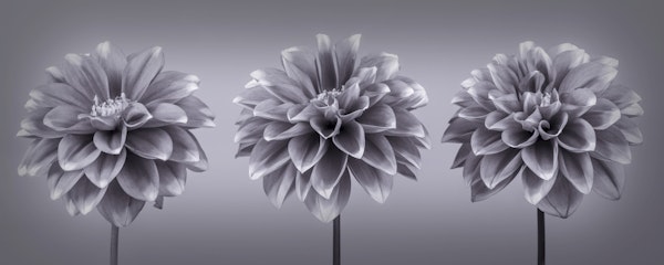 Monochrome Floral Trio