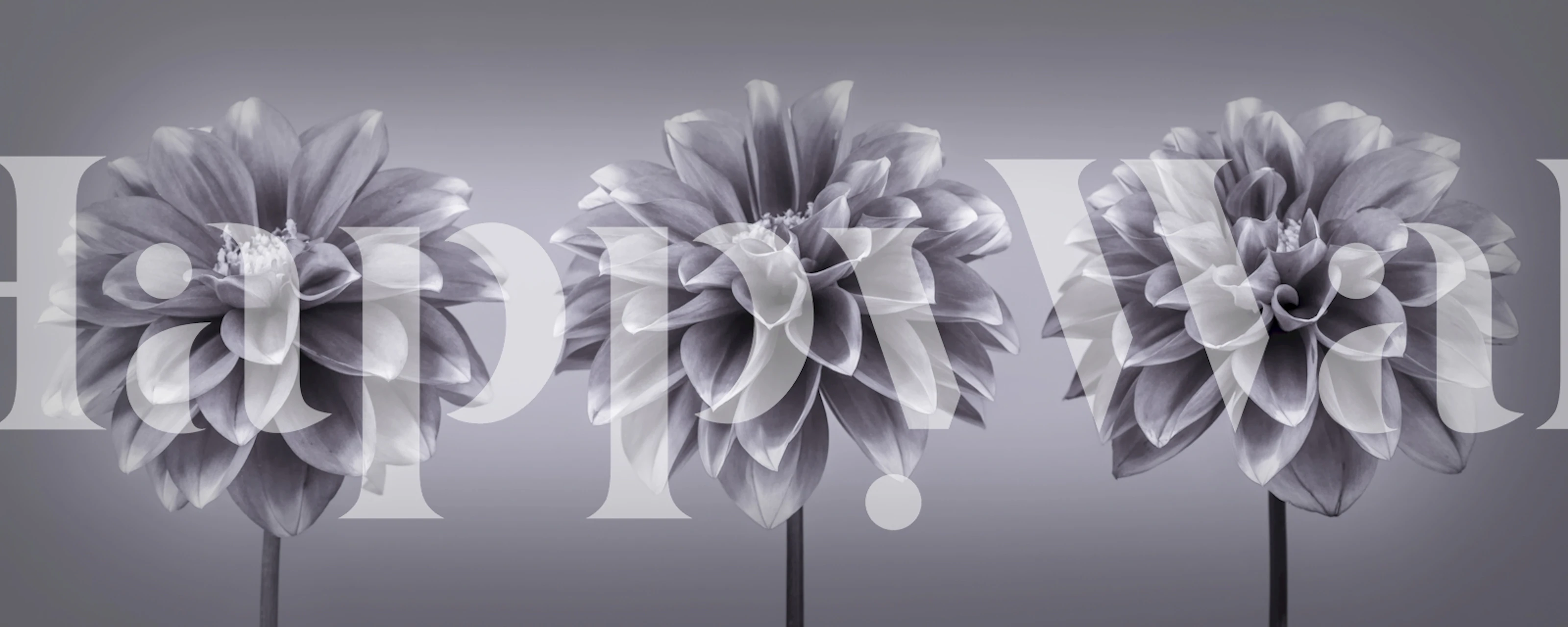 Three monochrome floral patterns in black and white wallpaper