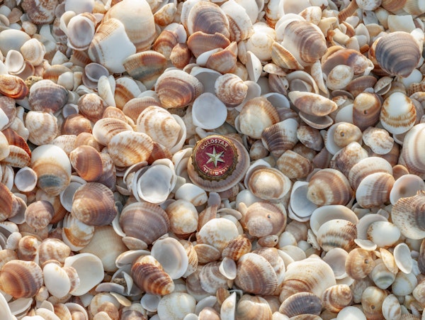 Coastal Seashell Collection