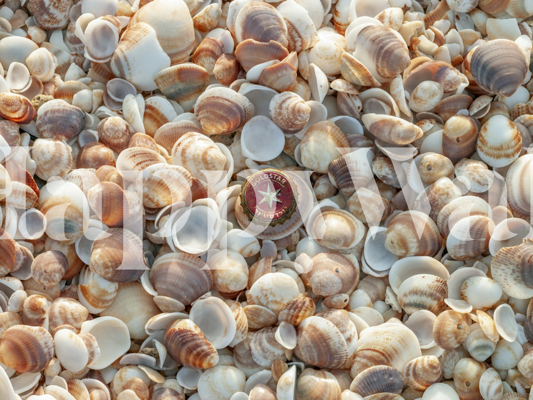 Papel tapiz Coastal Seashell Collection en una habitación