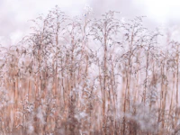 Whispering Winter Reeds wallpaper