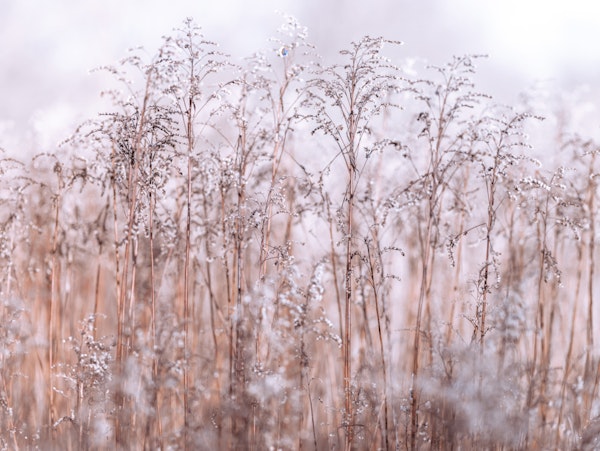 Whispering Winter Reeds