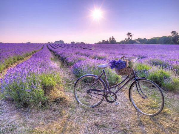 Bicycle on Lavender Field