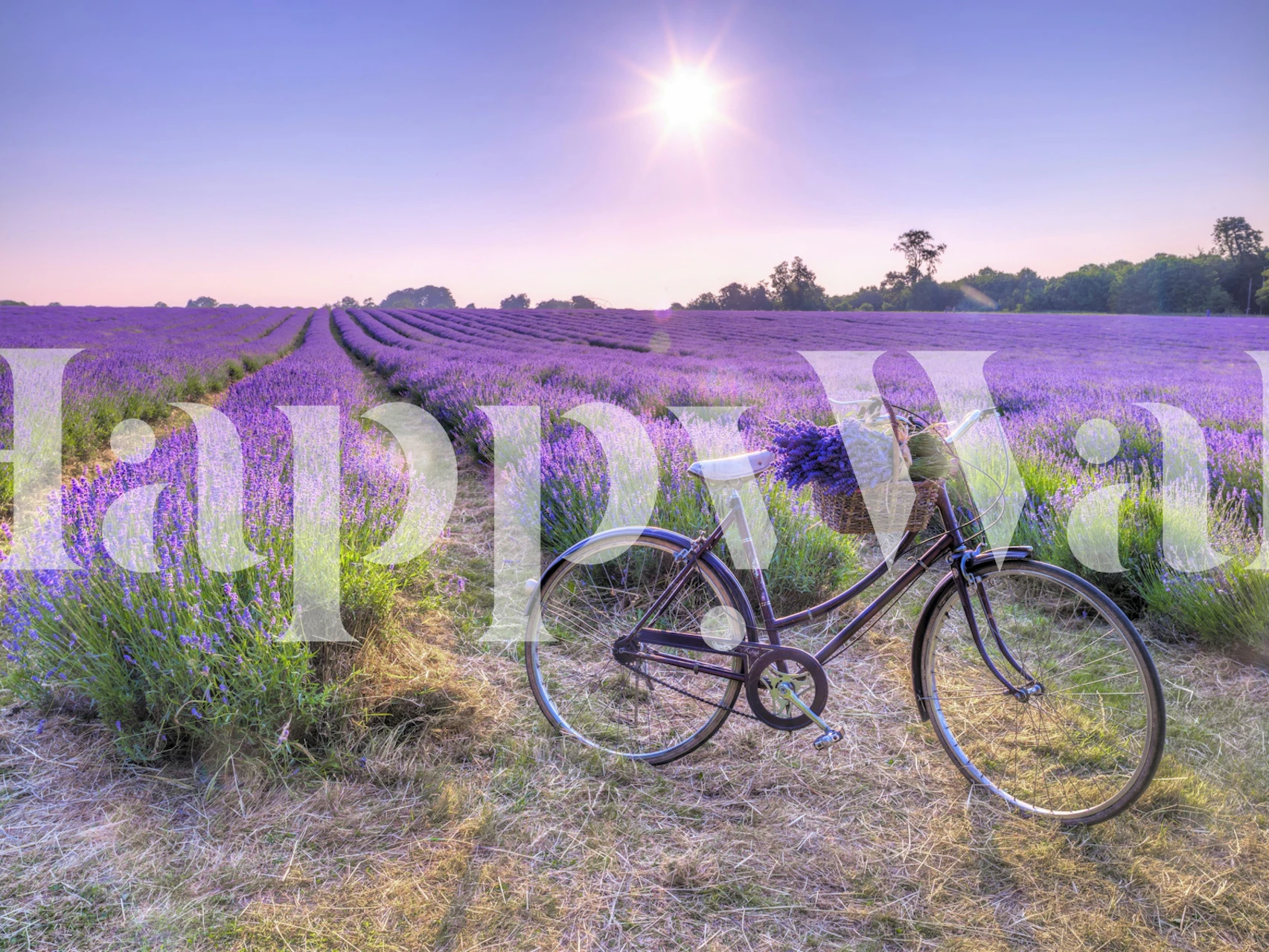 Bicycle in lavender field wallpaper