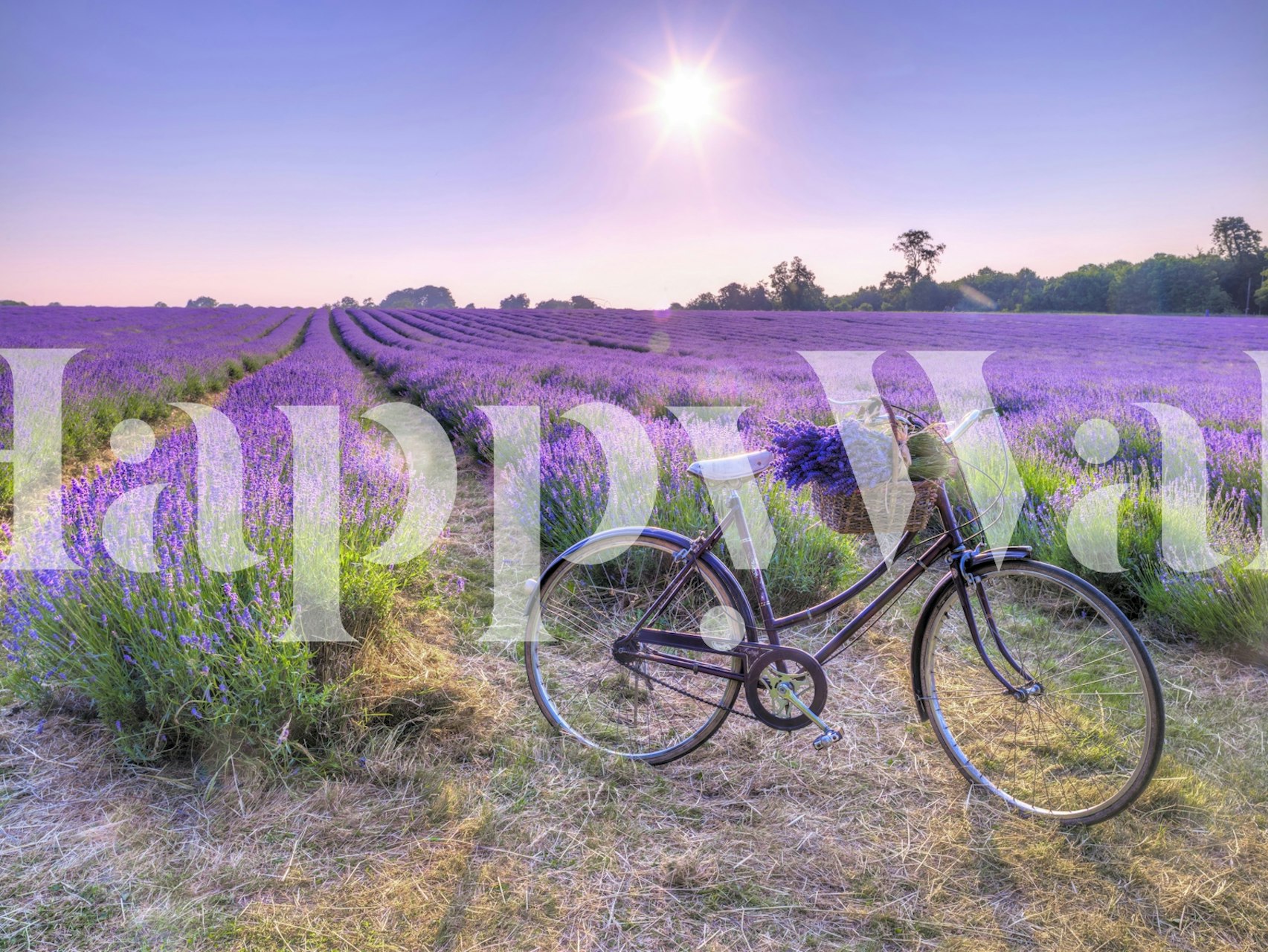 Bicycle in lavender field wallpaper