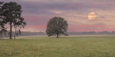Wandgemälde