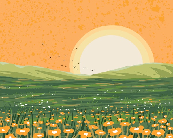 Wildflower Meadow - Warm Sunset