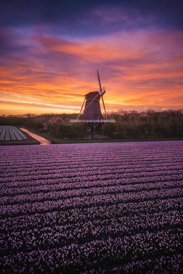 Twilight in Tulip Country