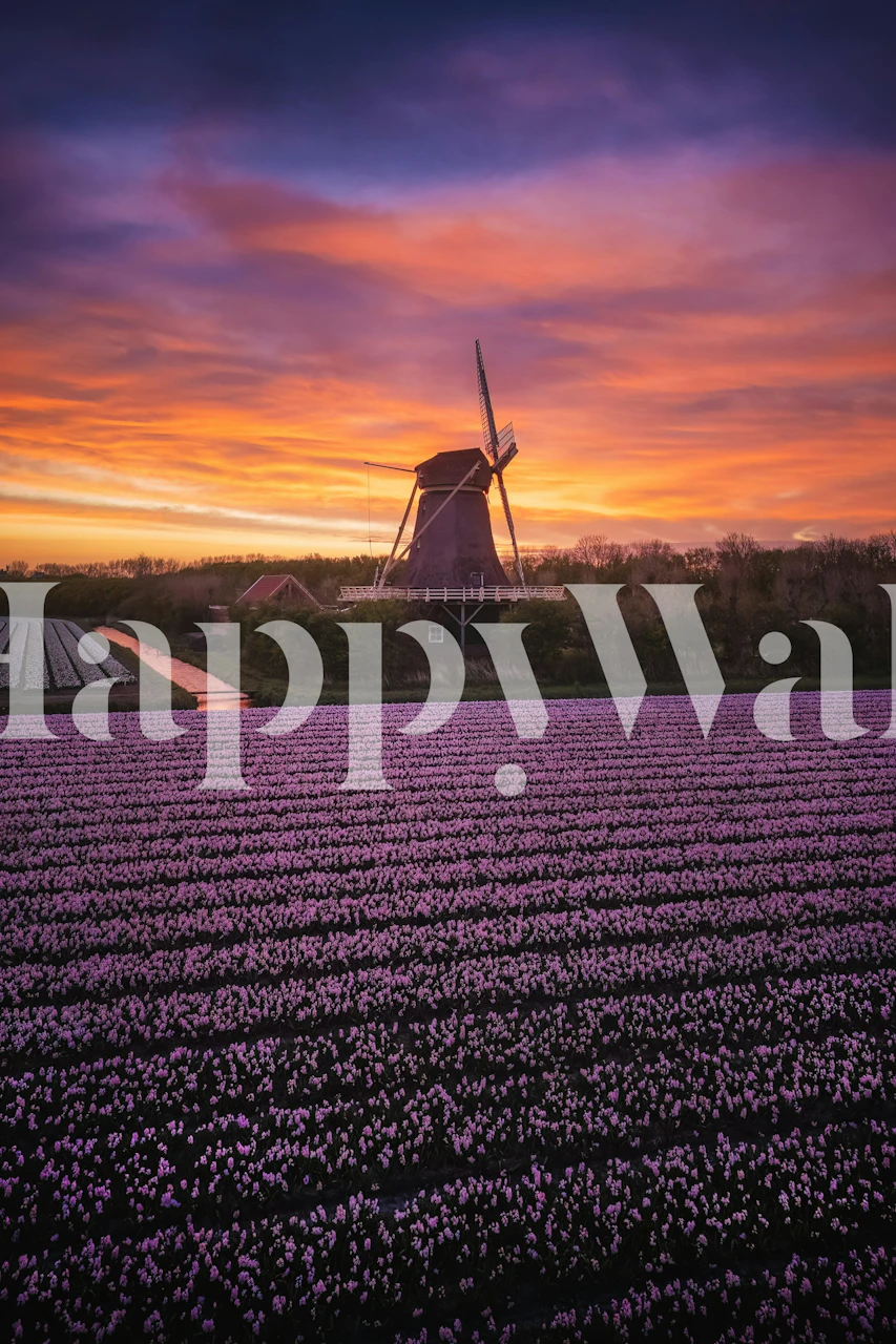 Tulip fields with purple flowers and windmill at sunset wallpaper