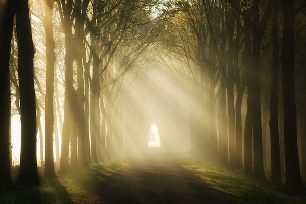 Sunbeams in the Forest