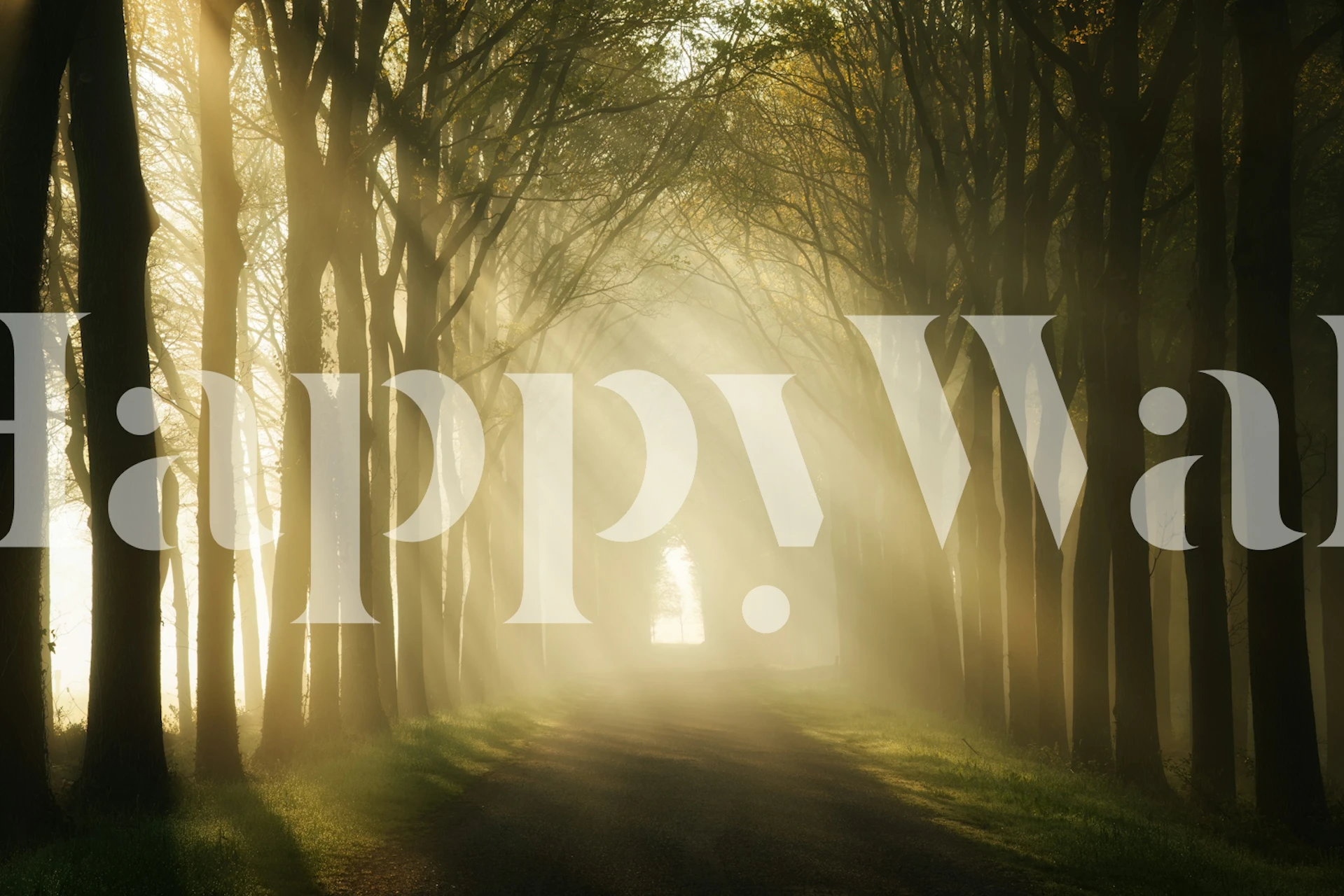 Sunbeams in the forest wallpaper in a room