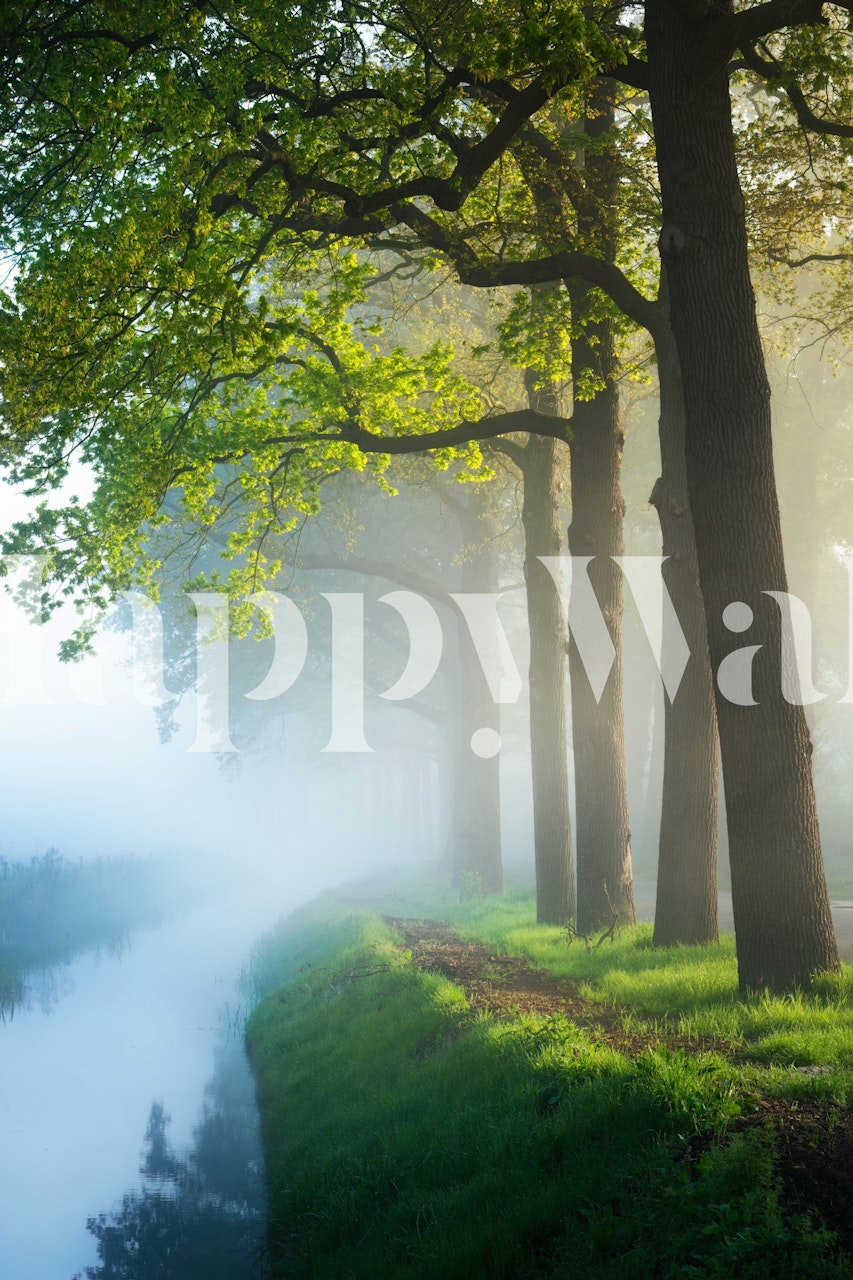 Forest canopy with lush green trees and misty background wallpaper