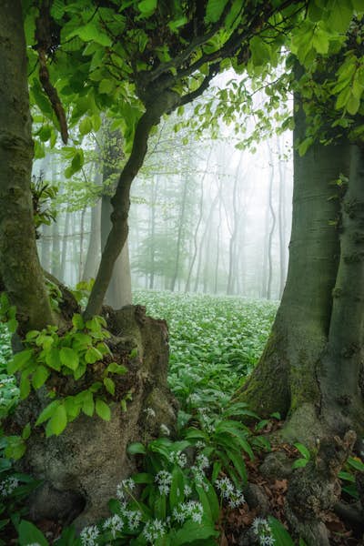 Τοιχογραφία