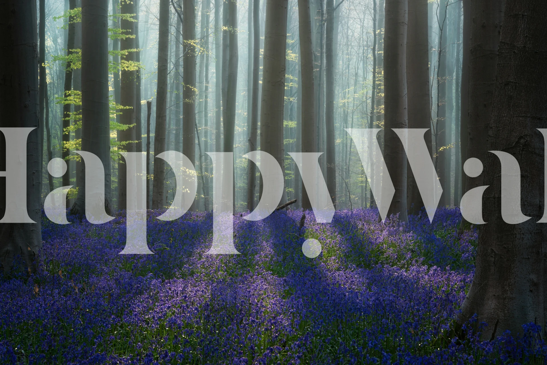 Bluebell heaven tapet i ett rum