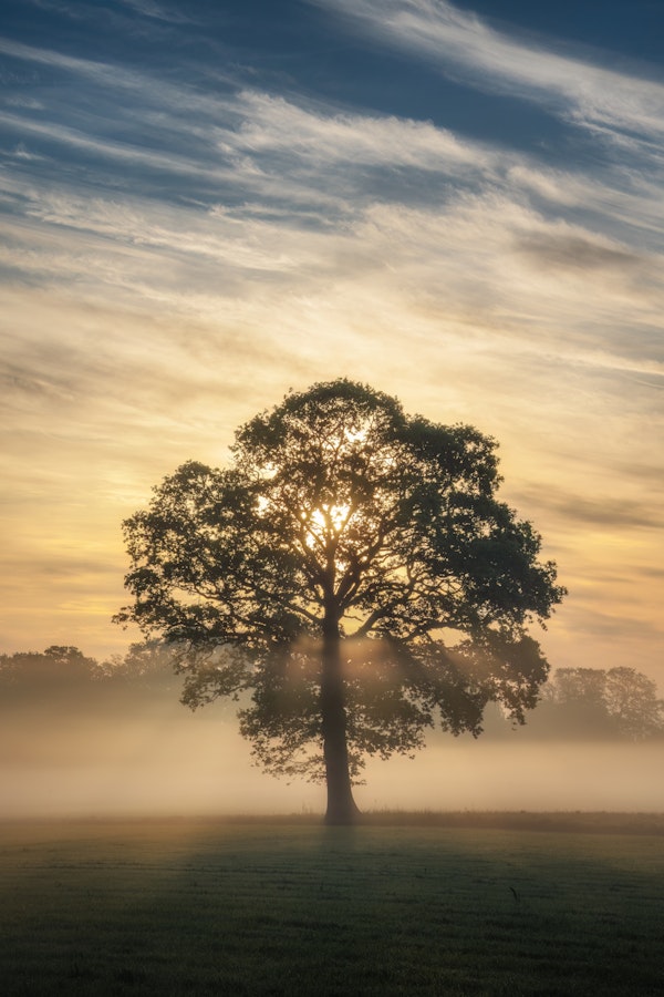 Alone in the fog II