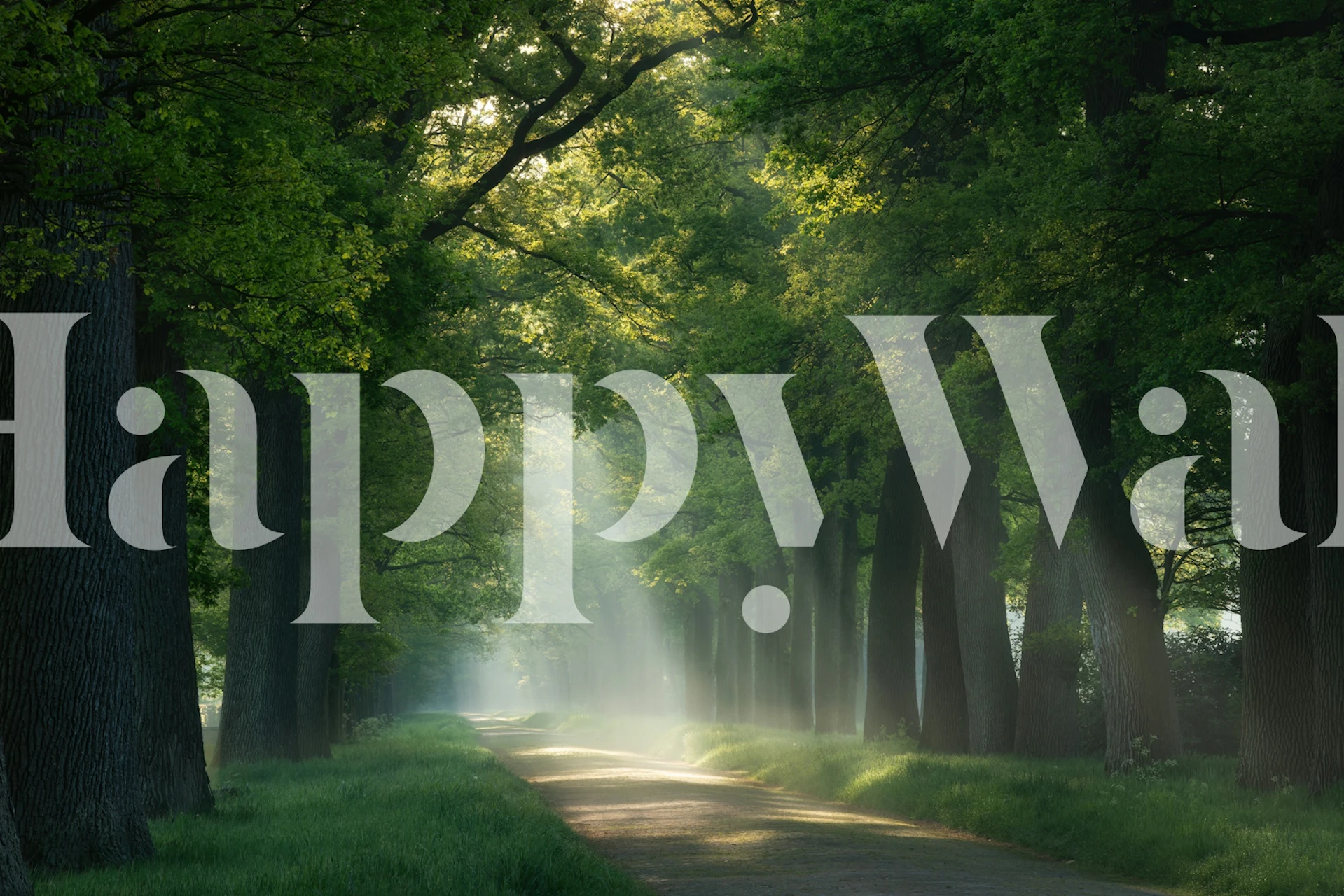 Sunrays piercing through green trees wallpaper