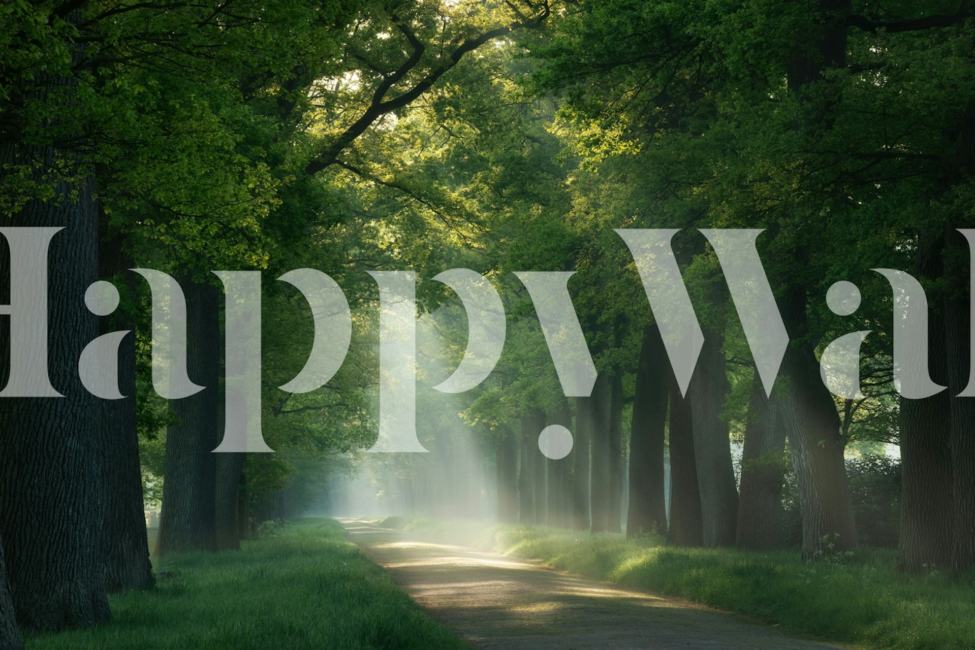 Sunrays piercing through green trees wallpaper