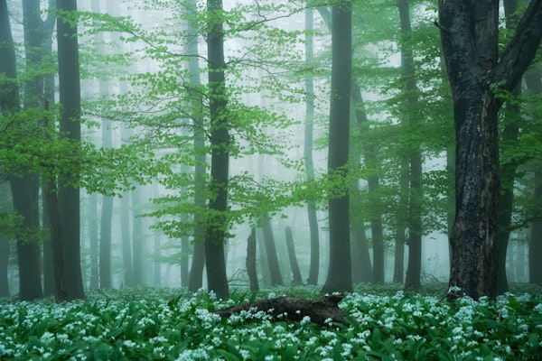 Emerald Woodland Escape