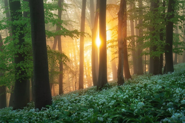 Sunrise in the wild garlic forest